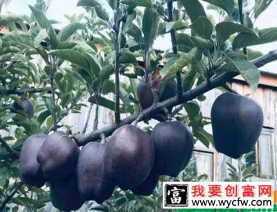 黑苹果种植几年挂果？黑苹果是什么时候种植比较好