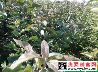 黑苹果种植几年挂果？黑苹果是什么时候种植比较好