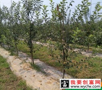 黑苹果种植几年挂果？黑苹果是什么时候种植比较好