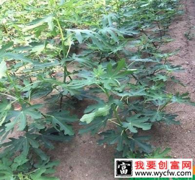 无花果怎么栽种？无花果种植与管理方法