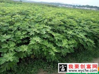 无花果怎么栽种？无花果种植与管理方法