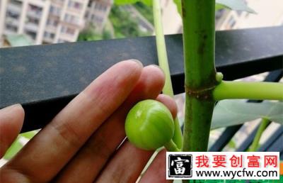 无花果怎么栽种？无花果种植与管理方法