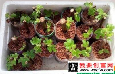 无花果几月份结果？无花果的种植技术