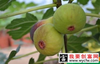 无花果几月份结果？无花果的种植技术