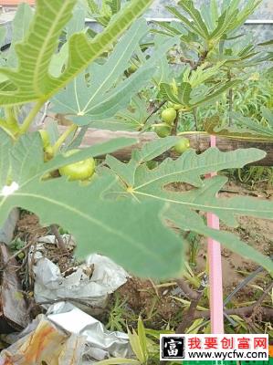 无花果几月份结果？无花果的种植技术