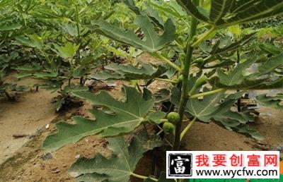 无花果几月份结果？无花果的种植技术