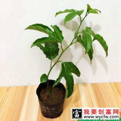 盆栽百香果种植技术