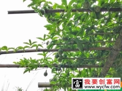 盆栽百香果种植技术