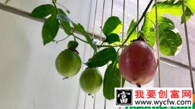 盆栽百香果种植技术