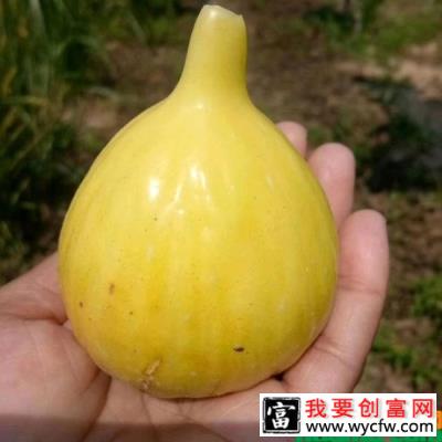 无花果多久结果？什么时候成熟？无花果的种植时间