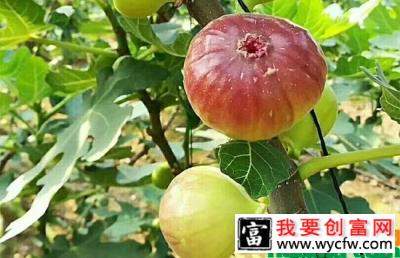 无花果一年结几次果？无花果什么时候结果