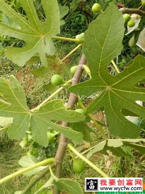 无花果的种植方法