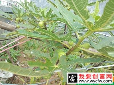 无花果的种植方法