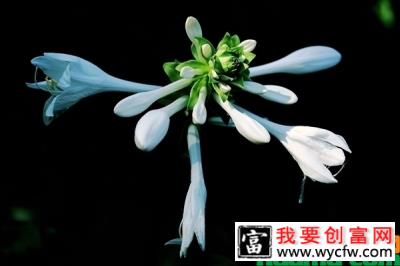 玉簪花用什么土养？玉簪花种植方法