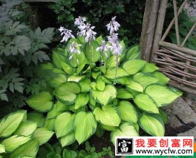 玉簪花用什么土养？玉簪花种植方法