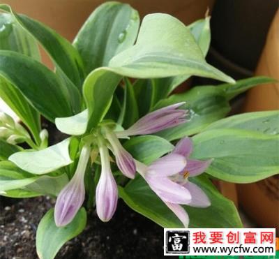 玉簪花用什么土养？玉簪花种植方法