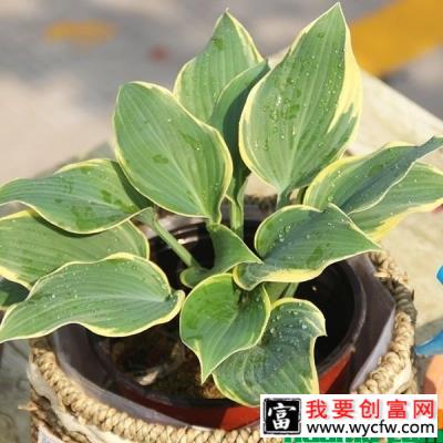 玉簪花用什么土养？玉簪花种植方法