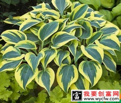 玉簪花用什么土养？玉簪花种植方法