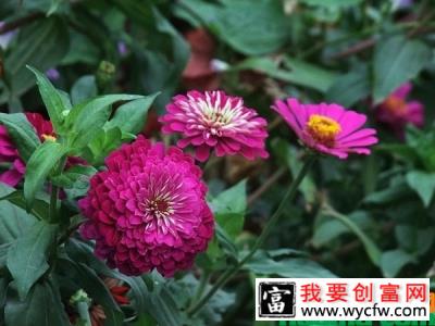 花园百日草怎么种？