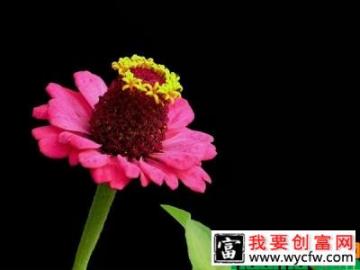 花园百日草怎么种？