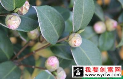 茶花秋季怎么养？不开花怎么办？