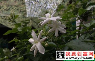 茉莉花秋季养护管理