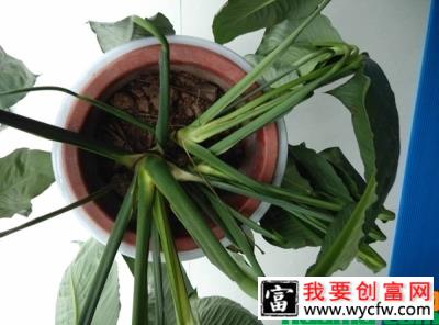 植物缺水萎蔫怎样补水？