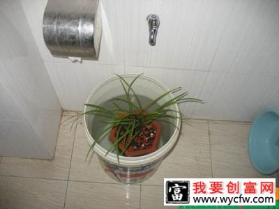 植物缺水萎蔫怎样补水？