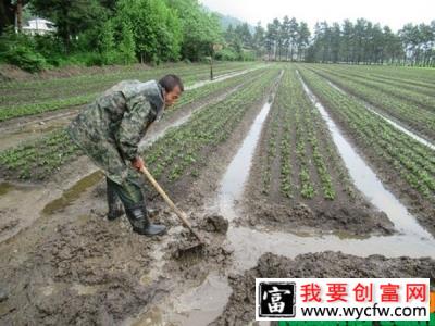 台风利奇马登陆，怎样保住苗木的损失？