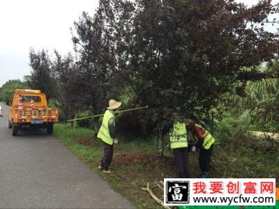 台风利奇马登陆，怎样保住苗木的损失？