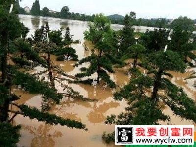 台风利奇马登陆，怎样保住苗木的损失？