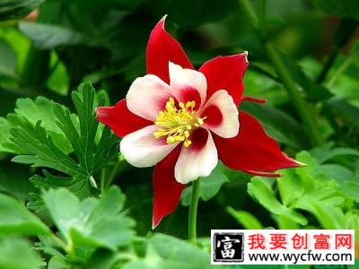 耧斗菜什么时候播种？