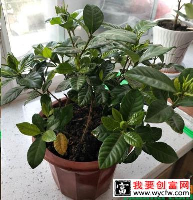 夏天栀子花养护妙招