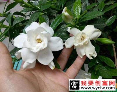 夏天栀子花养护妙招