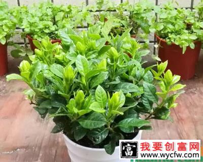 夏天栀子花养护妙招