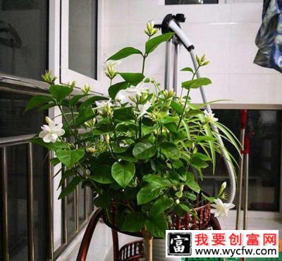 茉莉花不服盆怎么办？