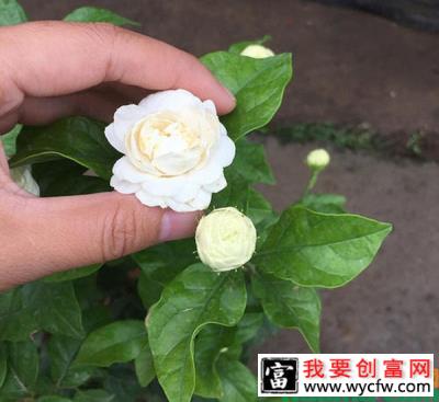 茉莉花不服盆怎么办？