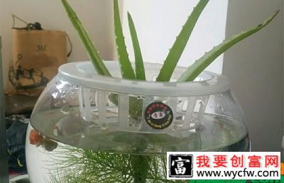 水培芦荟怎么养生根快？