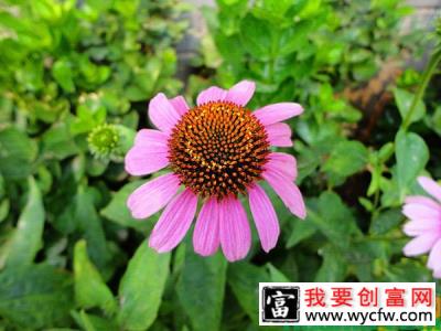 哪里销售松果菊？