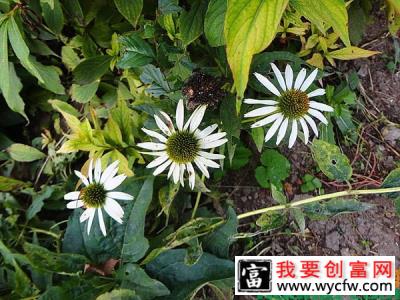 哪里销售松果菊？