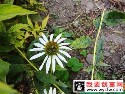 哪里销售松果菊？