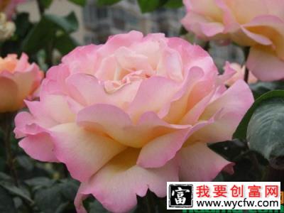 伊芙繁花都市的<a href=https://www.wycfw.com/yangzhi/ target=_blank class=infotextkey>养殖技术</a>