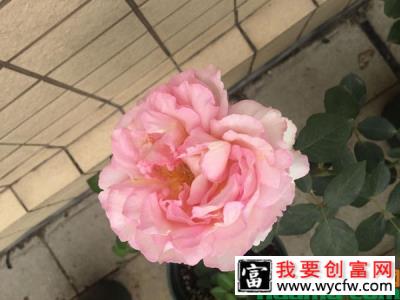 伊芙繁花都市的养殖技术