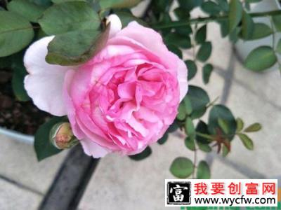 伊芙繁花都市的养殖技术