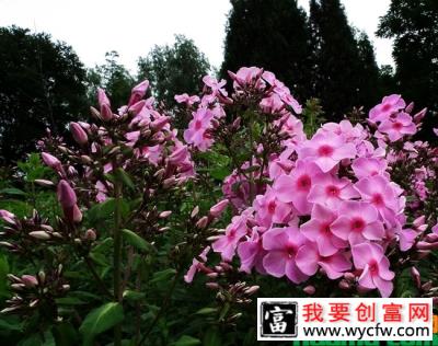 宿根福禄考花.jpg