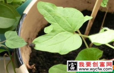 牵牛花施肥方法