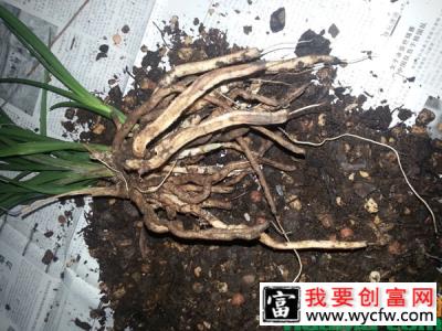 兰花夏季养护方法