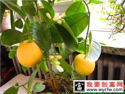 柠檬盆栽怎么养？