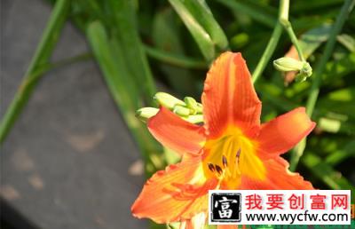 大花萱草花期几月？花开多久？