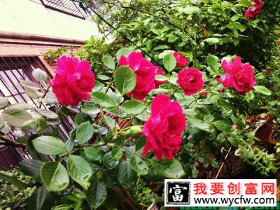 梅雨季节，月季花怎样防涝？